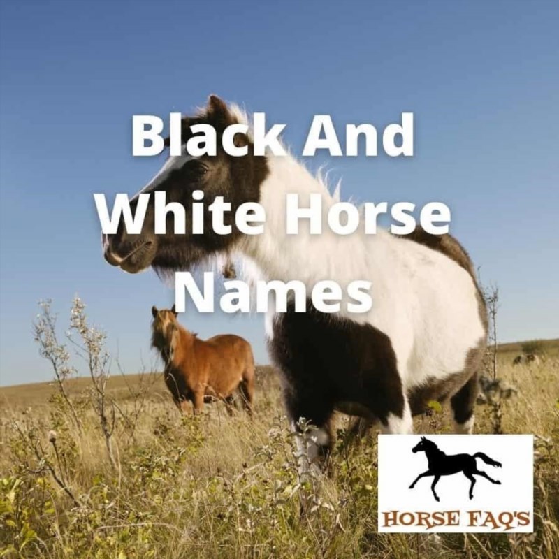 black and white horse names 680498