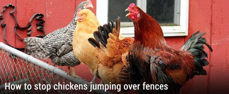 how to stop chickens jumping over fences 613540