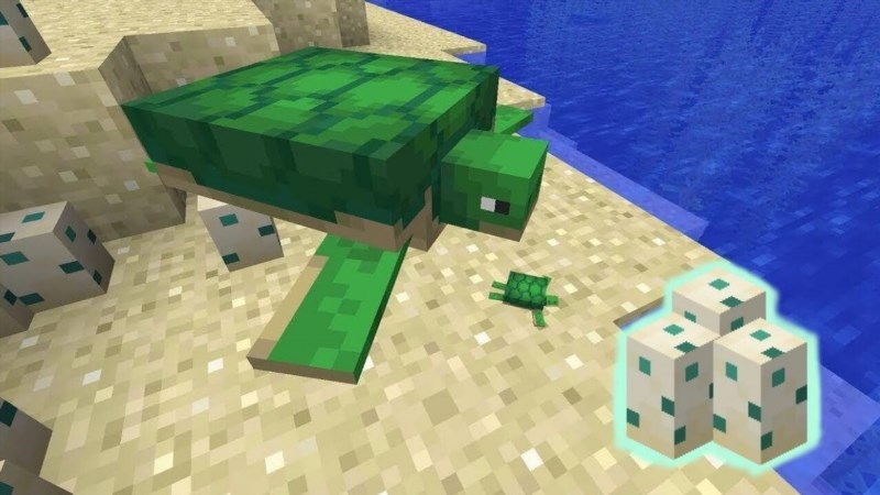 minecraft how to get sea turtle eggs 114085